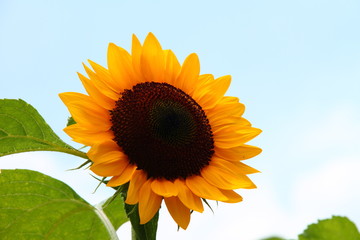 Obraz premium ひまわり20