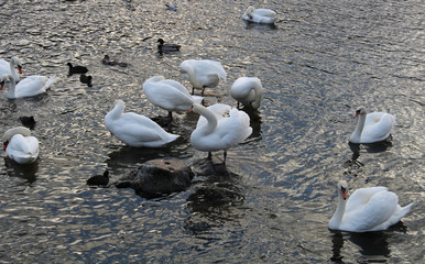 Big white swan on the water surface © Николай Григорьев