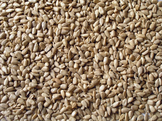 Shelled sunflower seeds background