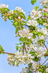 Flowering branches of apple-tree in a spring apple garden, close