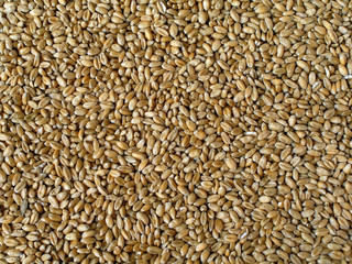 Texture of wheat grains