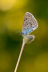 Princesas mariposas de colores y puntitos en macro buena calidad pequeña antenas parda