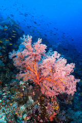 Fototapeta na wymiar Pink soft coral