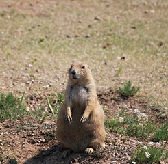 Prairie Dog
