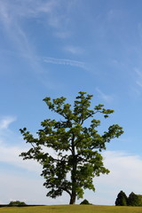 木がある風景07