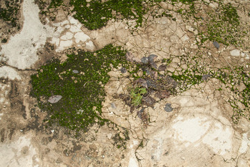 green lush moss background. Close-up.