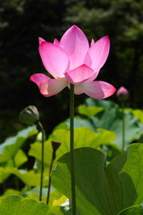 Fototapeta premium 蓮の花58
