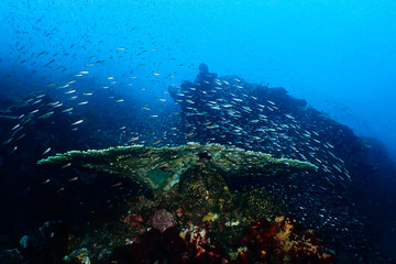 Fototapeta na wymiar Fishy coral reef