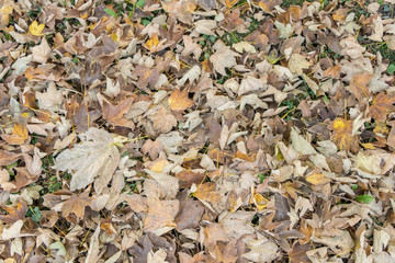 Fall leaves and the phenomenon of changing autumn colors