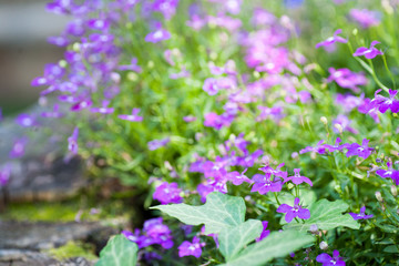 Pink wild flowers against the background