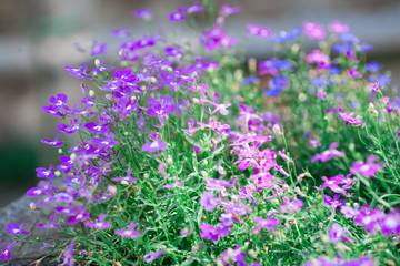Obraz premium Pink wild flowers against the background