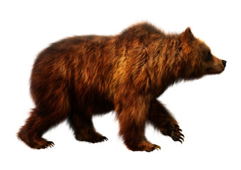 3D Rendering Brown Bear on White
