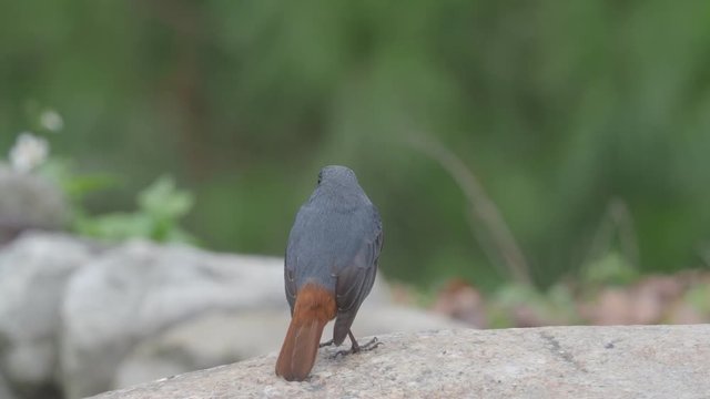 Plumbeous redstart, Rhyacornis fuliginosa, Single male on rock, Taiwan, January 2019