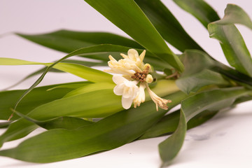 Polianthes tuberosa or Sedap Malam