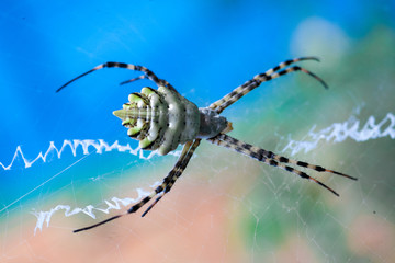 Argiope lobata Araneidae