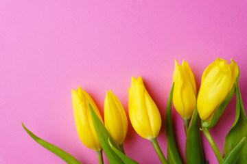 flower composition, spring welcoming, floral layout. yellow tulips on pastel pink background. Valentine's day, Mother's day celebration, greeting card mockup