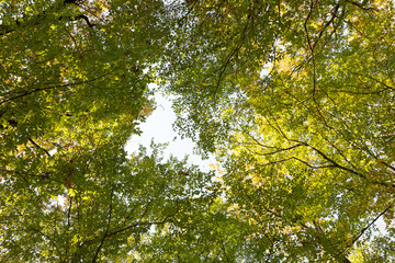 Yellow-green leaves on the branches of trees. Bottom view.