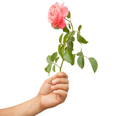 pink little Rose in hands isolated white background. gifting