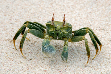 Horned Ghost Crab