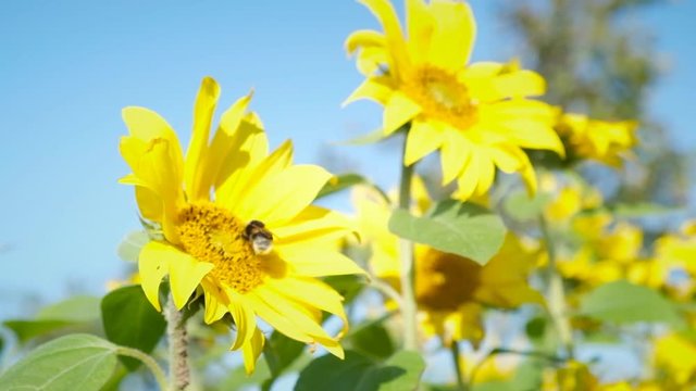 Sunflower rocking in the wind with bees foraging on the bright yellow flower. Slow motion clip.