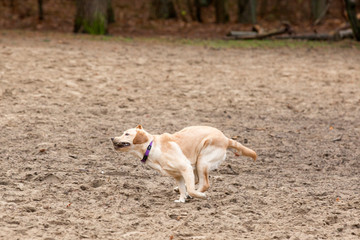 Labradorpup trekt een sprintje