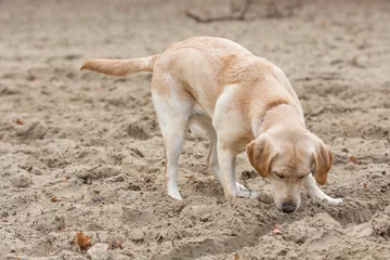 Deurstickers Lekker in het zand spelen © photoPepp