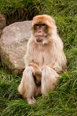 Berberaap zit te wachten