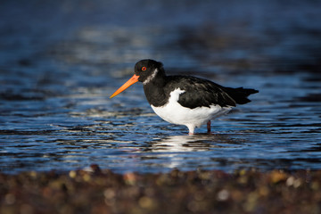 Eurasian Oystercatcher, Oystercatchers, Haematopus ostralegus