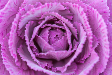 Closeup nature view of flower in garden at summer under sunlight. Natural plants landscape using as a background or wallpaper. - Image