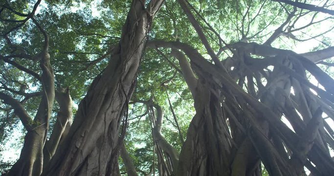 Track Left Vari Angle Banyan Tree Forest Looking at Canopy Huge Sunflare, 4K60p