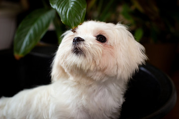 Белая пушистая собака