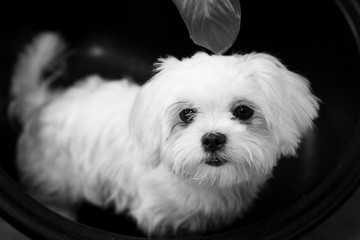 Белая пушистая собака