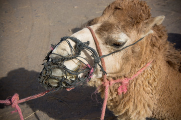 cabeza de camello atado para transportar en el desierto