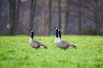 Three Canada Geese In The Grass (Branta Canadensis)