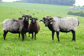 Neugierige Schafe blicken in die Kamera, Neugierige Heidschnucken beobachten den Fotografen, Graue Gehörnte Heidschnucken stehen in einer Gruppe auf Weide, Nordische Heideschafe