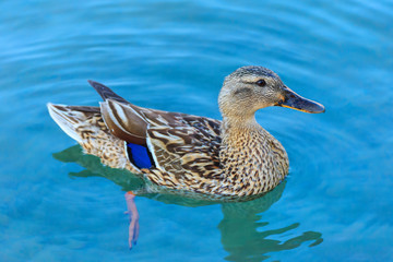 .Beautiful duck swims in the lake.