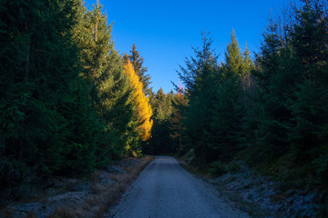 Fototapeta na wymiar Waldweg im Herbst/Winter