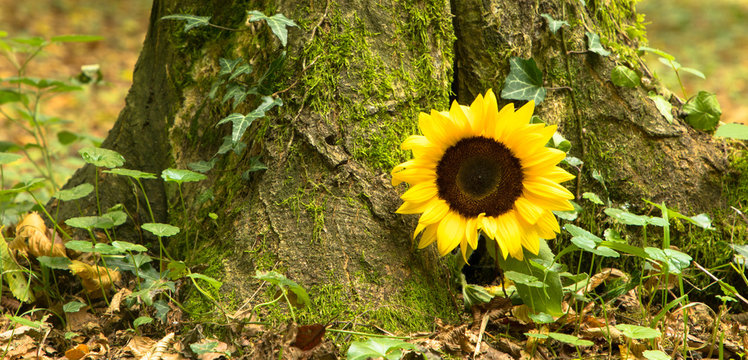 Grabst&auml;tte im Wald