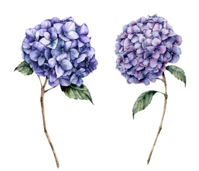 Aquarell blauer Hortensiensatz. Handgemalte Blumen mit Blättern und Zweig isoliert auf weißem Hintergrund. Botanische Illustration der Natur für Design, Druck. Realistische zarte Pflanze. © yuliya_derbisheva