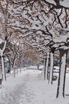 Path of trees on snowy road