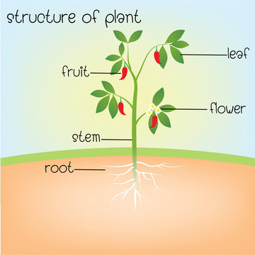 structure of plant