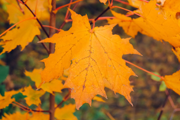 Fototapeta na wymiar Autumn background with maple leaves. Orange, yellow, red maple leaves
