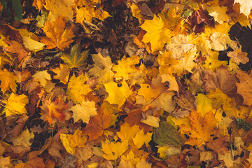 Naklejka na ściany i meble Autumn background with maple leaves. Orange, yellow, red maple leaves