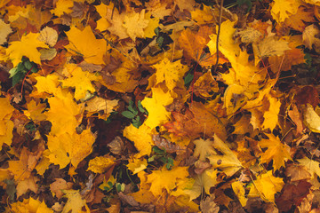 Naklejka na ściany i meble Autumn background with maple leaves. Orange, yellow, red maple leaves