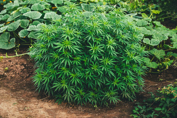 outdoor marijuana growing plant cannabis medicine herb