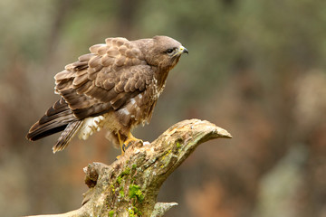Common buzzard. Buteo buteo