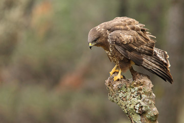 Common buzzard. Buteo buteo