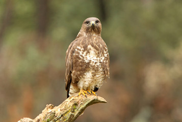 Common buzzard. Buteo buteo