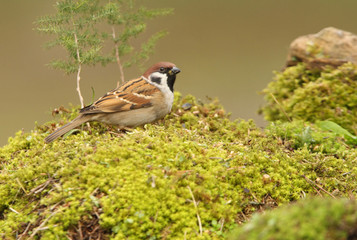 Eurasian tree sparrow. Passer montanus
