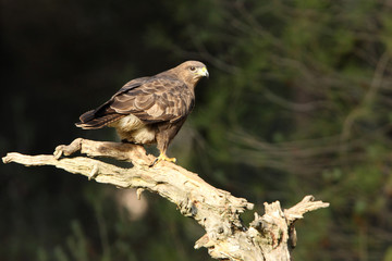 Common buzzard. Buteo buteo